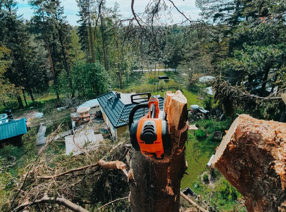 Trädfällning arbete