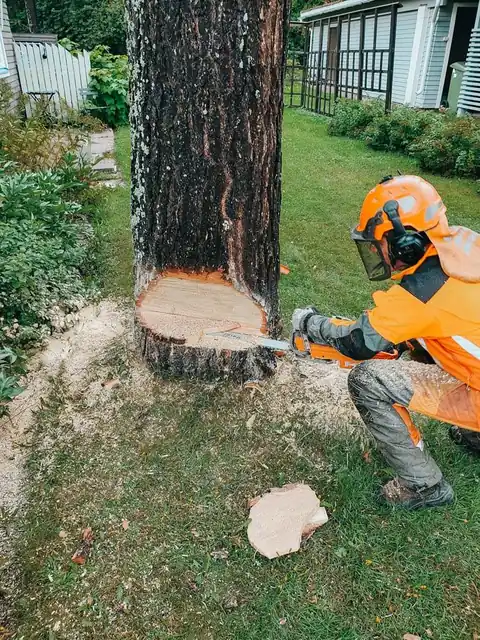 Höghöjdsarbete vid trädfällning Umeå
